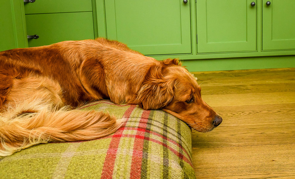 Harvest Optional Washable Highland Tartan Mattress Dog Bed Cover Lifestyle Golden Retriever