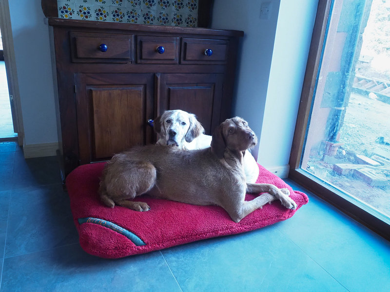 Burnt Orange Luxury Fleece Optional washable Dog Bed Cover Lifestyle Wire Haired Vizsla
