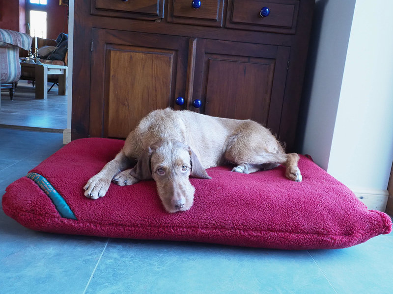 Burnt Orange Luxury Fleece Optional washable Dog Bed Cover Lifestyle Wire Haired Vizsla