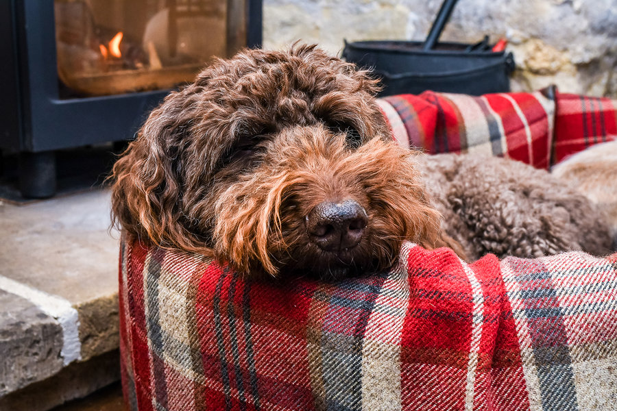 Winter Warm Optional Washable two Part Highland Tartan Nest Dog Bed Cover Lifestyle Labradoodle