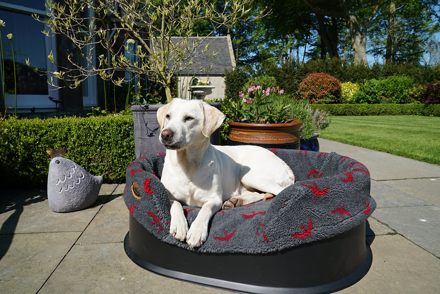 red Swift Washable Raised Dog Bed With Luxury Fleece Liner Lifestyle Golden Labrador