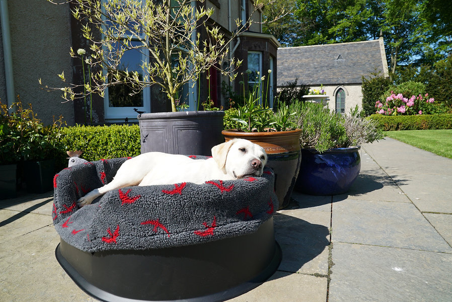 red Swift Washable Raised Dog Bed With Luxury Fleece Liner Lifestyle Golden Labrador