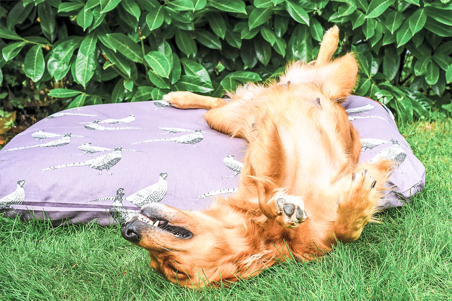 New Pheasant Cotton Twill Optional Washable Dog Bed Cover Lifestyle Cocker Spaniel