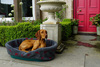 The Plastic Dog Bed Liner Thumbnail