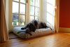 The Twill Mattress Dog Bed Cover Thumbnail