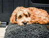Grey Dog Dryer Optional Washable Quick Drying Dog Bed Cover For Wet Muddy Dogs Lifestyle Labradoodle