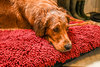 Red Dog Dryer Optional Washable Quick Drying Dog Bed Cover For wet Muddy Dogs Lifestyle Golden Retrievers
