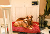 Red Dog Dryer Optional Washable Quick Drying Dog Bed Cover For wet Muddy Dogs Lifestyle Golden Retrievers