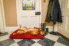 Red Dog Dryer Optional Washable Quick Drying Dog Bed Cover For wet Muddy Dogs Lifestyle Golden Retrievers
