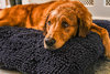 Navy Dog Dryer Optional Washable Quick Drying Dog Bed Cover For Wet Muddy Dogs Lifestyle Golden Retriever