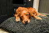 Grey Dog Dryer Optional Washable Quick Drying Dog Bed Cover For Wet Muddy Dogs Lifestyle Golden Retriever