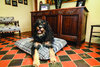 Granite Optional Washable Highland Tartan Mattress Dog Bed Cover Lifestyle Bernadoodle