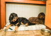Sprigs Optional Washable Highland Tartan Mattress Dog Bed Cover Lifestyle Bernadoodle And Cockapoo
