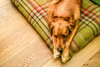 Harvest Optional Washable Highland Tartan Mattress Dog Bed Cover Lifestyle Golden Retriever