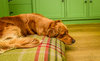 Harvest Optional Washable Highland Tartan Mattress Dog Bed Cover Lifestyle Golden Retriever
