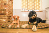 Tweed Luxury Fleece Optional Washable Dog Bed Cover Lifestyle Bernadoodle and Retriever