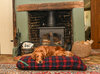 Red Tartan Luxury Fleece Optional Washable Dog Bed Cover Lifestyle Retriever