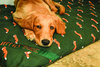 The Twill Mattress Optional Cover Thumbnail