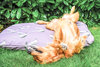 New Pheasant Cotton Twill Optional Washable Dog Bed Cover Lifestyle Cocker Spaniel
