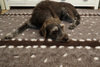 Woolly Pet Bedding in Fallow Deer Pattern Thumbnail