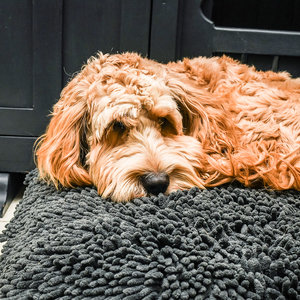 Grey Dog Dryer Optional Washable Quick Drying Dog Bed Cover For Wet Muddy Dogs Lifestyle Labradoodle