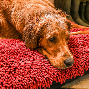 Red Dog Dryer Optional Washable Quick Drying Dog Bed Cover For wet Muddy Dogs Lifestyle Golden Retrievers