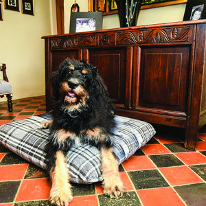 Granite Optional Washable Highland Tartan Mattress Dog Bed Cover Lifestyle Bernadoodle