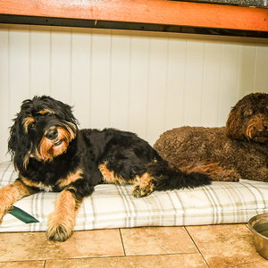Sprigs Optional Washable Highland Tartan Mattress Dog Bed Cover Lifestyle Bernadoodle And Cockapoo