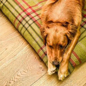 Harvest Optional Washable Highland Tartan Mattress Dog Bed Cover Lifestyle Golden Retriever