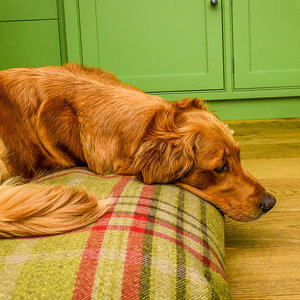 Harvest Optional Washable Highland Tartan Mattress Dog Bed Cover Lifestyle Golden Retriever
