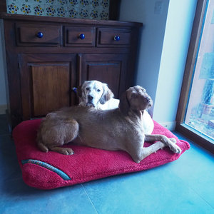 Burnt Orange Luxury Fleece Optional washable Dog Bed Cover Lifestyle Wire Haired Vizsla