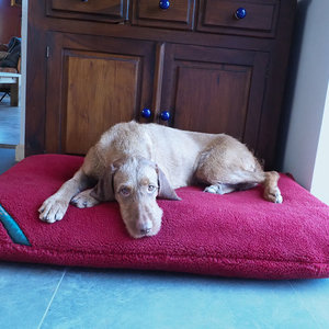 Burnt Orange Luxury Fleece Optional washable Dog Bed Cover Lifestyle Wire Haired Vizsla