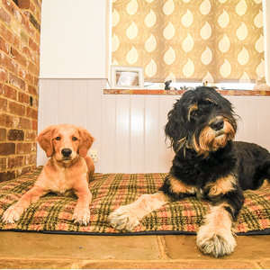 Tweed Luxury Fleece Optional Washable Dog Bed Cover Lifestyle Bernadoodle and Retriever