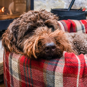 Winter Warm Optional Washable two Part Highland Tartan Nest Dog Bed Cover Lifestyle Labradoodle