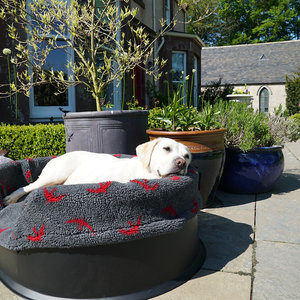 red Swift Washable Raised Dog Bed With Luxury Fleece Liner Lifestyle Golden Labrador