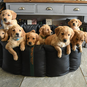The Wipe Clean Tuffie Nest with Luxury Fleece Thumbnail