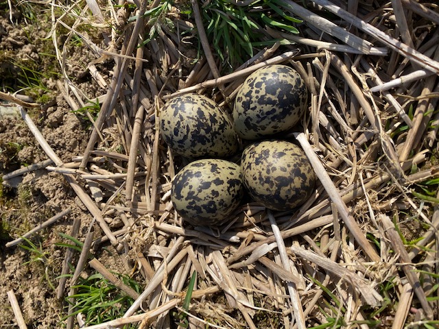 Lapwing nest with eggs